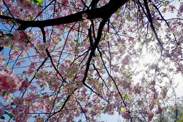 Close up of Cherry blossom tree or Sakura flower tree blossom on blue sky       