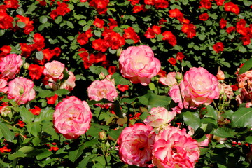植物園のピンク色のバラ