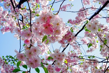 Close up of Cherry blossom tree or Sakura flower tree blossom on blue sky       