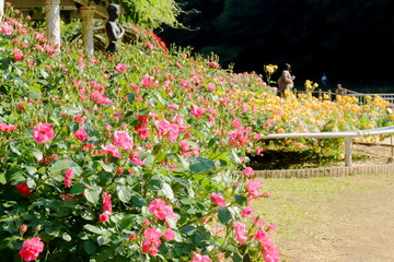 植物園のピンク色のバラ
