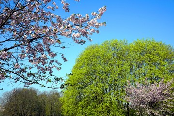 Naklejka premium Close up of Cherry blossom tree or Sakura flower tree blossom on blue sky 
