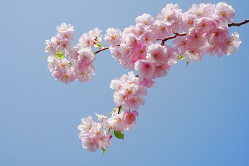 Close up of Cherry blossom tree or Sakura flower tree blossom on blue sky       
