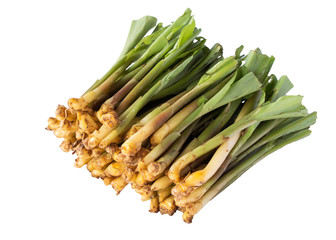 pile of cassumunar ginger isolated