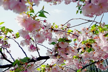 Close up of Cherry blossom tree or Sakura flower tree blossom on blue sky       
