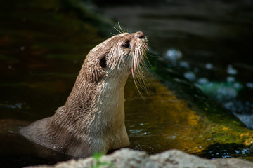 Otter