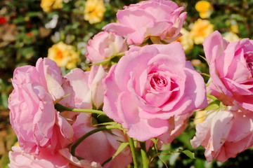 植物園のピンク色のバラ