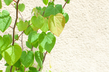 新緑が美しいハート型の葉