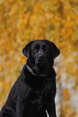 labrador retriever in autumn leaves