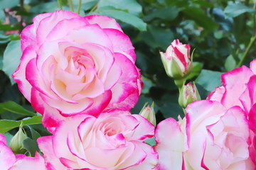 植物園のピンク色のバラ
