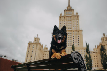 bohemian shepherd dog 