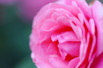 植物園のピンク色のバラ