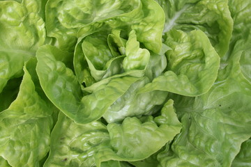 Hintergrund Balattsalat