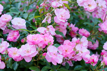 Obraz premium 植物園のピンク色のバラ