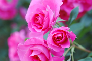 植物園のピンク色のバラ
