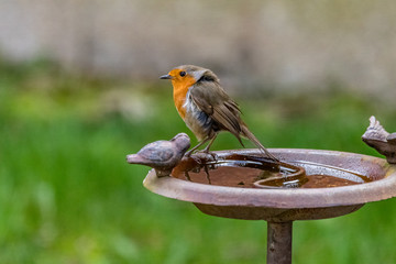 robin