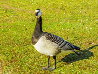 Close up of a Barnacle Goose, standing on the grass.