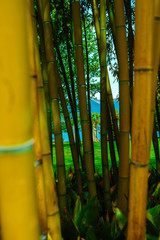 Bamboo forest on the background of the lake. Tropical background