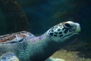 Fototapeta premium Sea turtle swimming in an open fish aquarium visitation. An old turtle swimming detail.