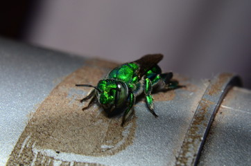 An orchid green bee. Close up. Scientific name: Euglossa.