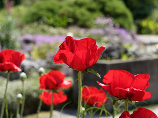 Papaver bracteatum - Bright red blooms of Iranian poppy or the great scarlet poppy 