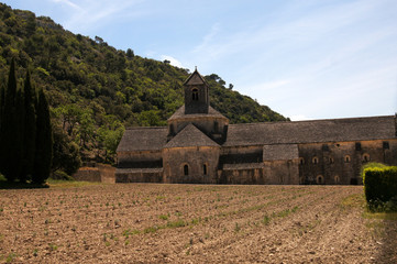 Abbaye de Sénanque et son champ de jeunes pousses de lavandin