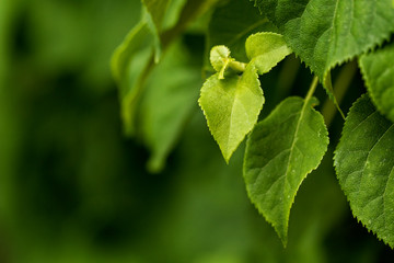 green leaves, nature, plants, ivy, growing, natural, bold color, summer, spring, detail, textures, bright, shape, gardening, vines, colorful, horizontal image