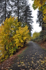 Journey in Fall V