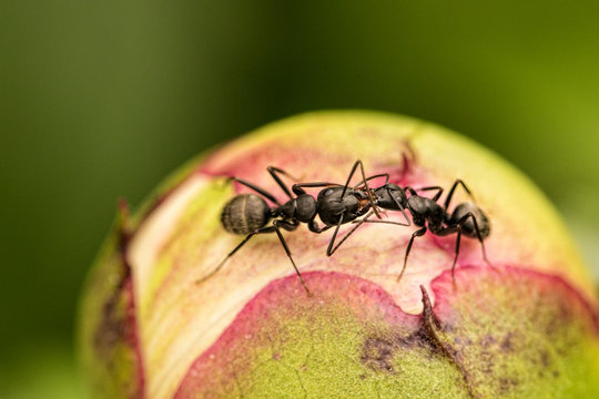 black ants, insects, touching, face to face, pests, colorful, nature, organic, round shape, flower bud, plants, gardening, colorful, horizontal image, close up, macro image