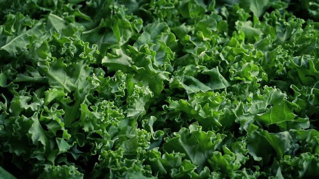 Freshly Picked Kale Superfood Vegetable