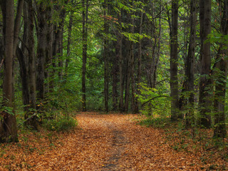 Autumn landscape. Path covered with fallen leaf
