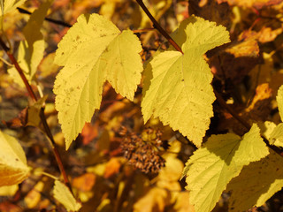 Autumn landscape. Yellow autumn leaves