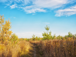 Autumn landscape. Grass, young pines and path