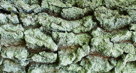 Bark of an ancient tree in the forest