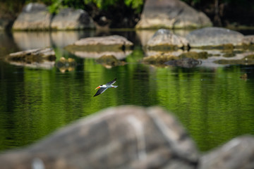 Indian skimmer or Indian scissors-bill (Rynchops albicollis) skimming and flying over chambal river in a beautiful green blue background at rawatbhata, kota, rajasthan, india