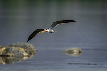 Indian skimmer or Indian scissors-bill (Rynchops albicollis) skimming and flying over chambal river in a beautiful green blue background at rawatbhata, kota, rajasthan, india