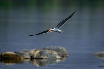 Indian skimmer or Indian scissors-bill (Rynchops albicollis) skimming and flying over chambal river in a beautiful green blue background at rawatbhata, kota, rajasthan, india