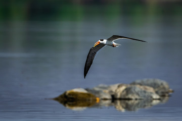 Indian skimmer or Indian scissors-bill (Rynchops albicollis) skimming and flying over chambal river in a beautiful green blue background at rawatbhata, kota, rajasthan, india