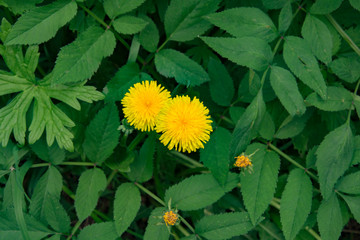 summer landscape, Park,yellow fluffy dandelions among thick juicy grass