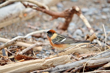 Bay-breasted Warbler, male bird in the wild