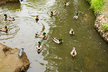 summer landscape, Park, grey ducks on the pond