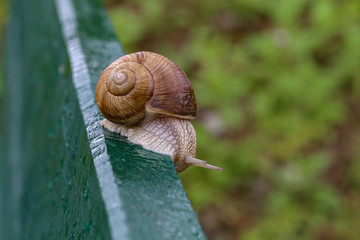 Grape snail crawling on a wooden board