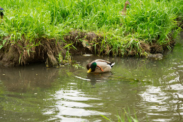 summer landscape, Park, grey ducks on the pond