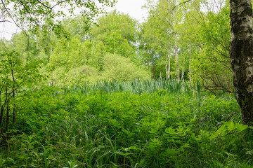 summer landscape, Park, picnic area, paths, river