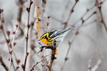 Blackburnian Warbler in the wild