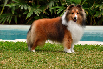 border collie playing in the grass