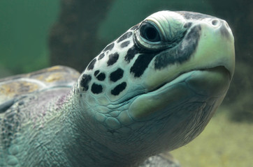 Sea turtle swimming in an open fish aquarium visitation. An old turtle swimming detail.