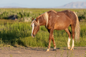Beautiful Wild Horse in Spring in Utah