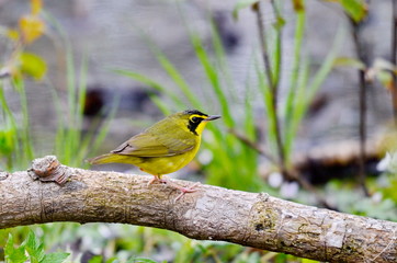 Adult male Kentucky Warbler