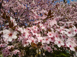 spring and cherry blossoms