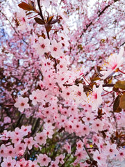spring and cherry blossoms